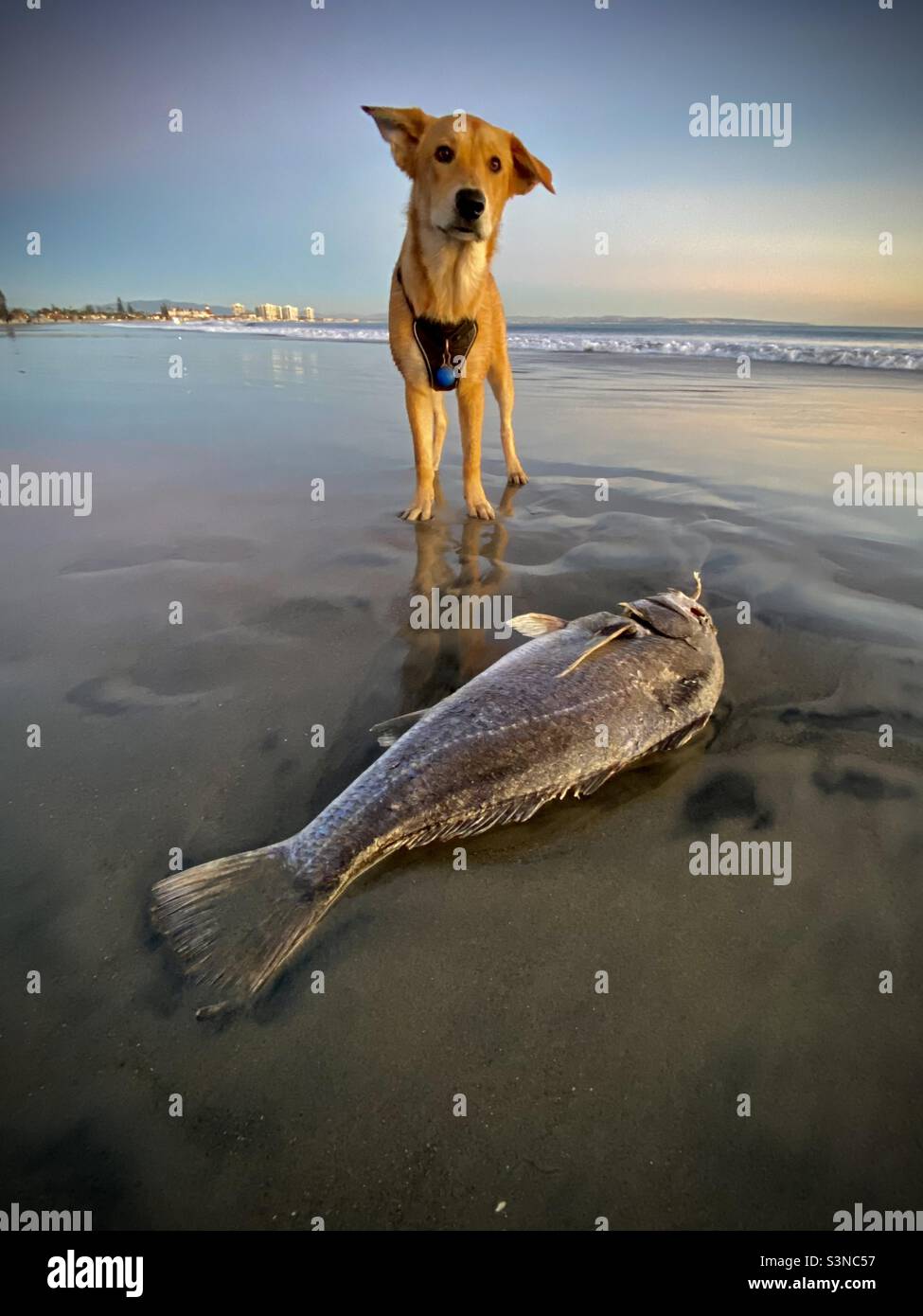 Un cane marrone si erge su un pesce morto su una spiaggia nella California meridionale. - Immagine stock catturata con smartphone