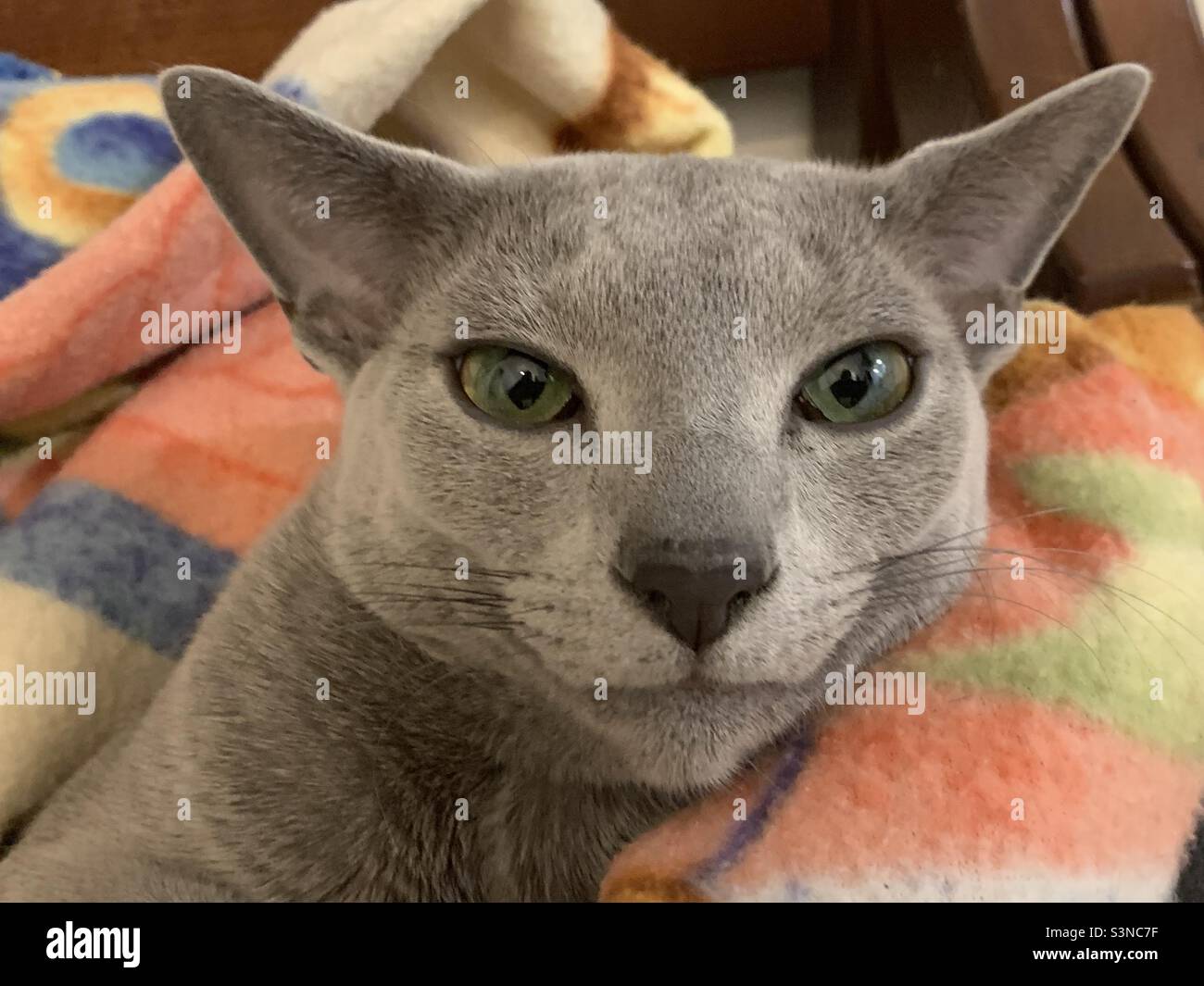 Guardare negli occhi! Foto Stock