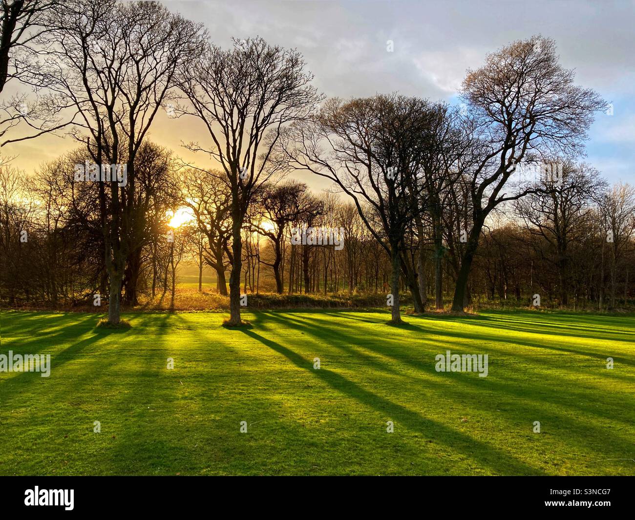 Il sole invernale che filtra attraverso gli alberi che si avvicinano al tramonto - Immagine stock catturata con smartphone
