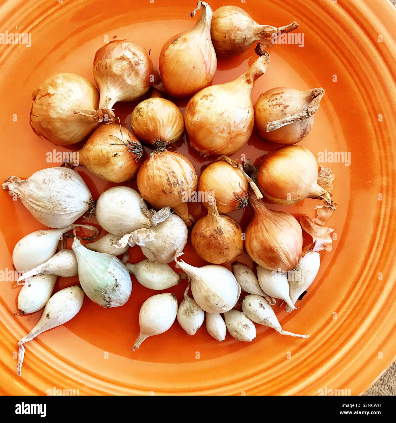 Una varietà di bulbi di cipolla per piantare in un orto Foto stock - Alamy