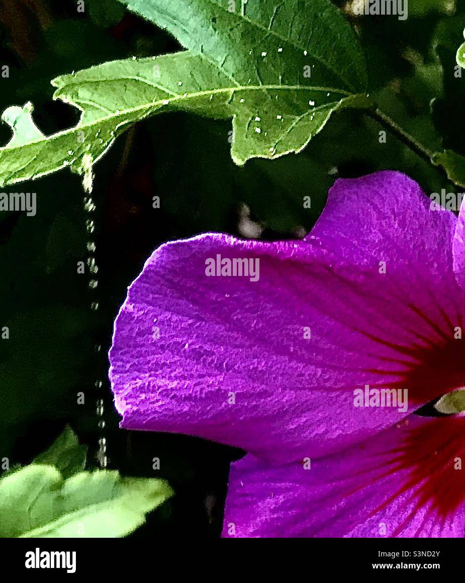 Primo piano di petali di fiori viola e acqua che gocciola da una foglia al sole Foto Stock