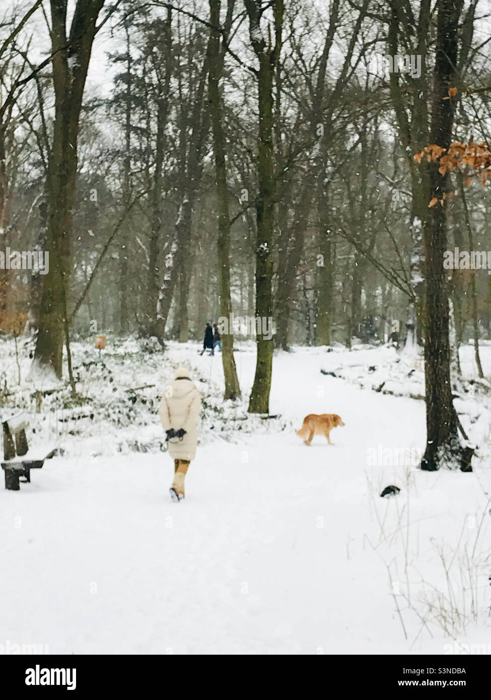 Donna che cammina il cane sulla neve invernale Foto Stock