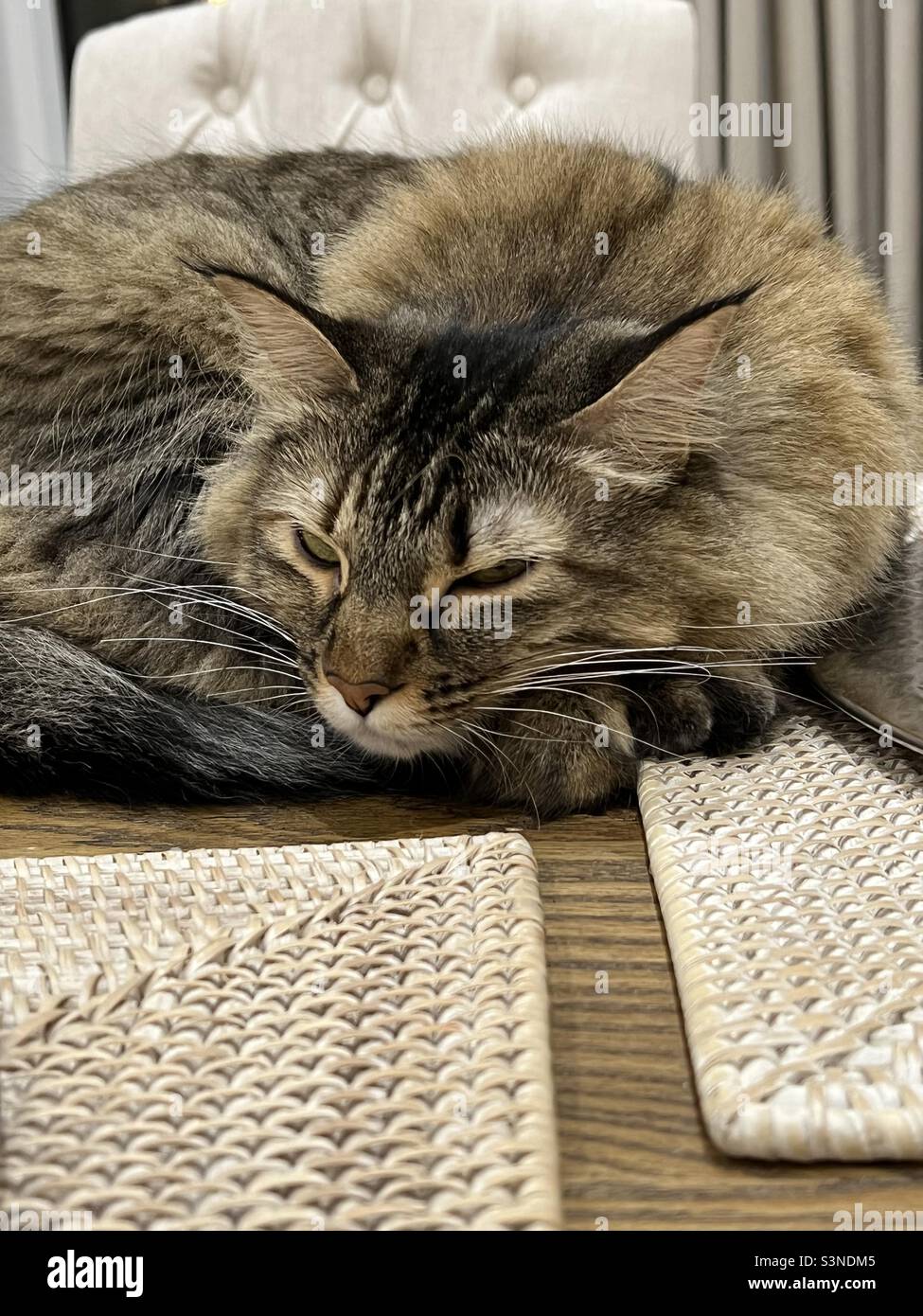 Sleeping tabby cat Foto Stock