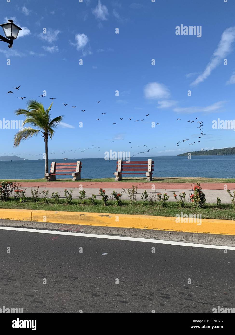 Gregge di uccelli sull'ingresso dell'Oceano Pacifico al canale di Panama Foto Stock