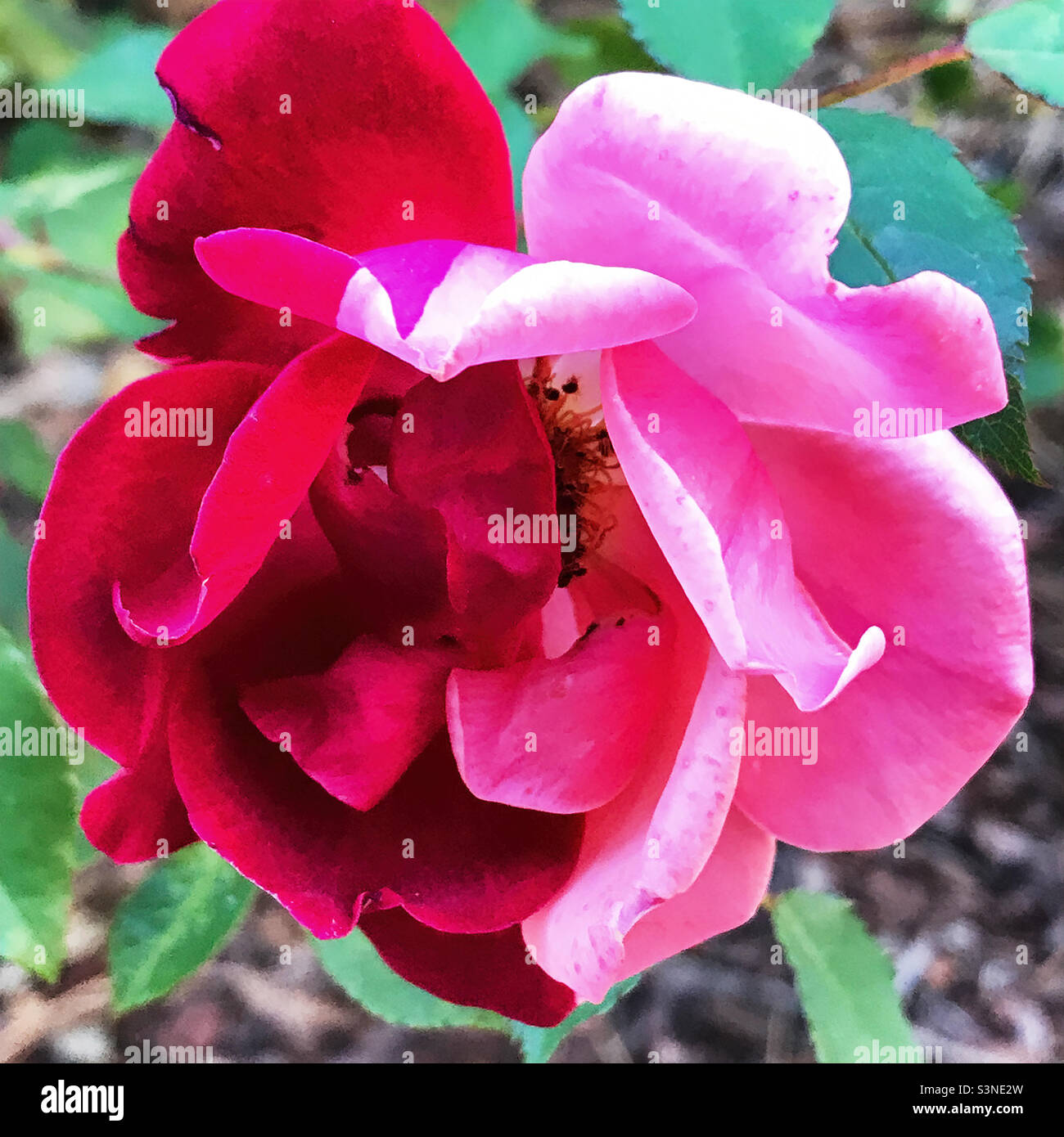 Fiore di rosa che ha due petali colorati. Foto Stock
