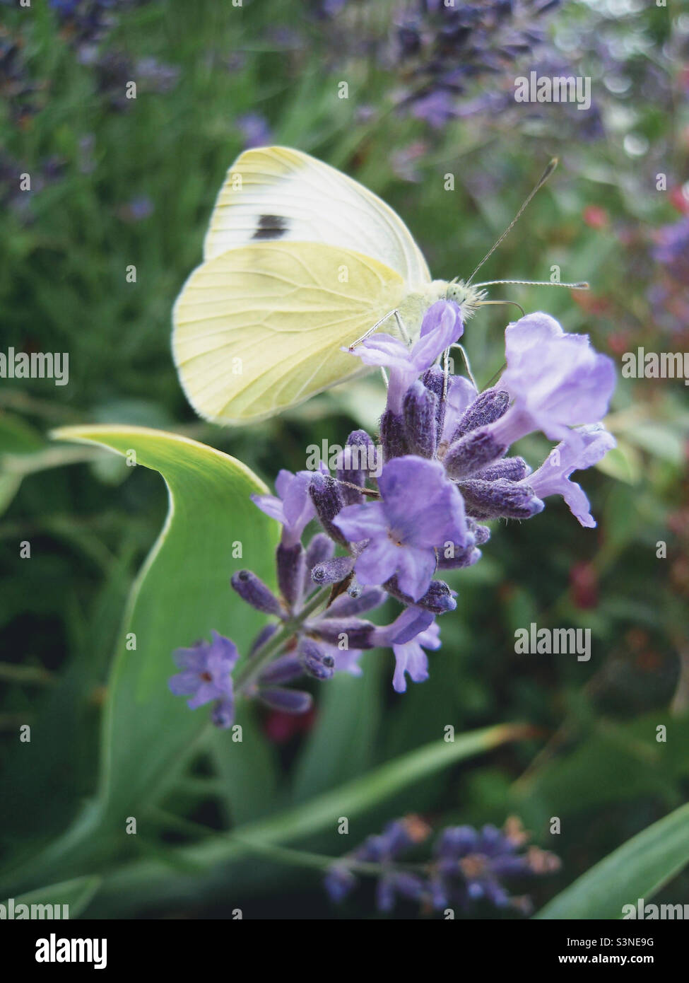 Una farfalla di pieris brassicae détail Foto Stock