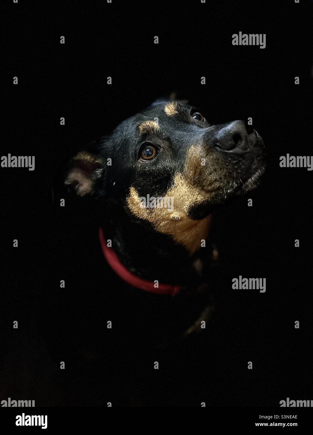 Profilo cane. Rto è una croce di tre anni di Staffy Kelpie Foto Stock