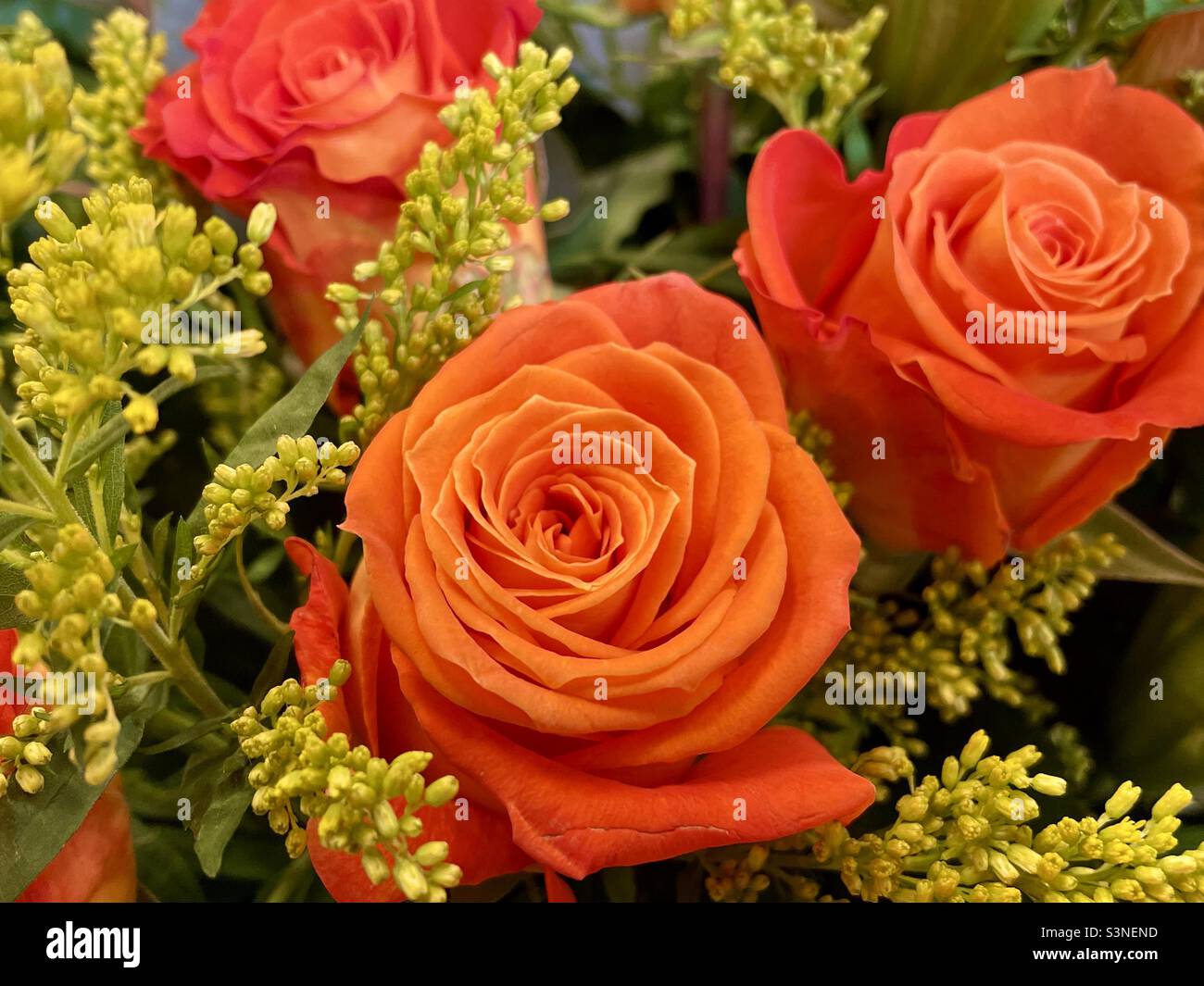 Bellissimi fiori di rosa arancione. Foto Stock