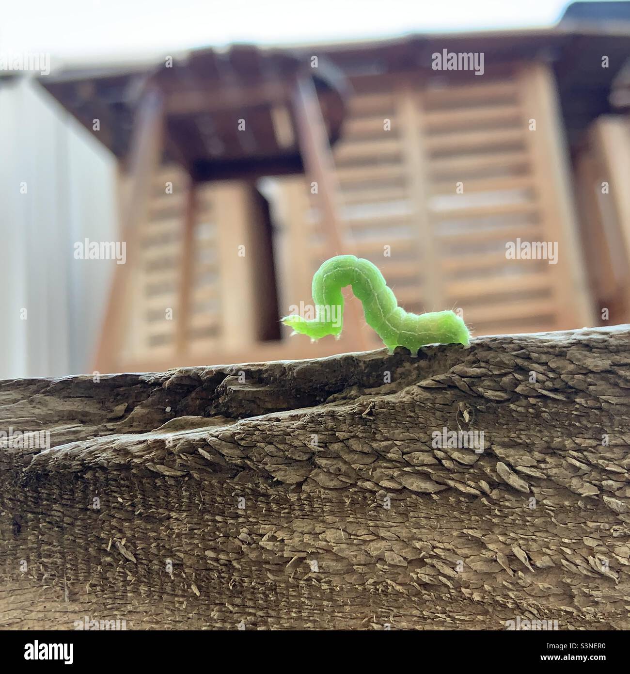 Cavolo looper caterpillar - Immagine stock catturata con smartphone