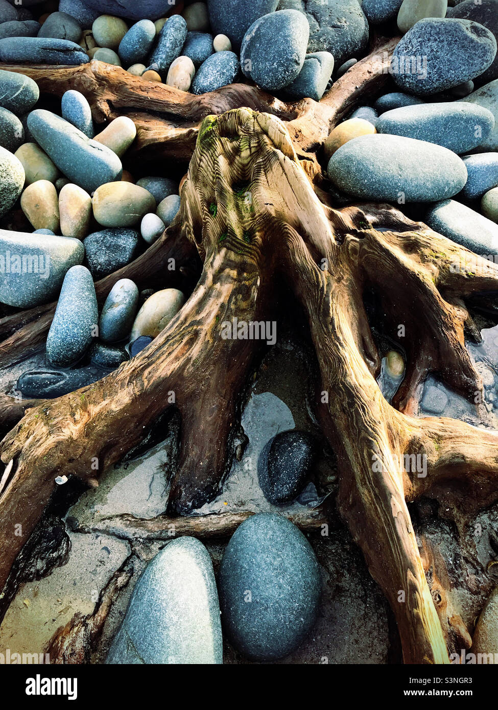 Antico albero fossilizzato esposto dalla tempesta costiera sulla spiaggia. Foto Stock