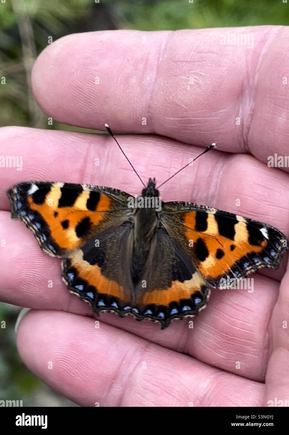 Piccola Tartaruga Butterfly - Immagine stock catturata con smartphone