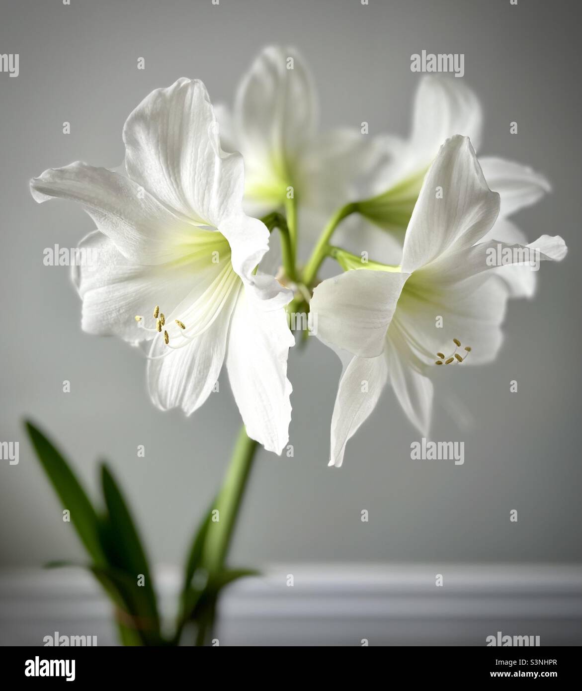 Fiore bianco amaryllis con accenti gialli, interno con sfondo semplice. Foto Stock