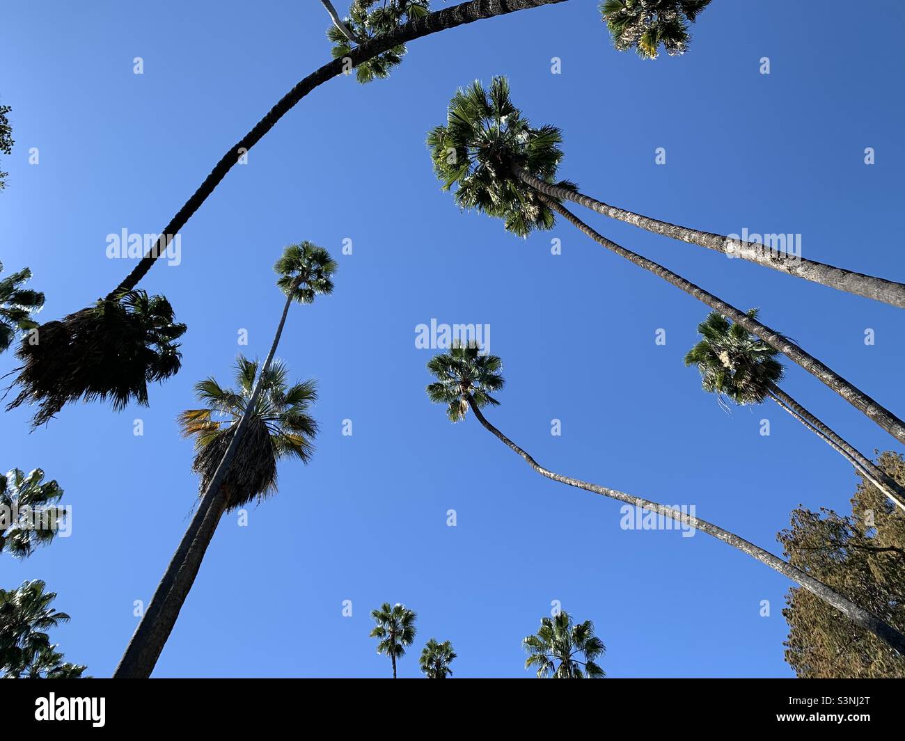 Palme - Immagine stock catturata con smartphone