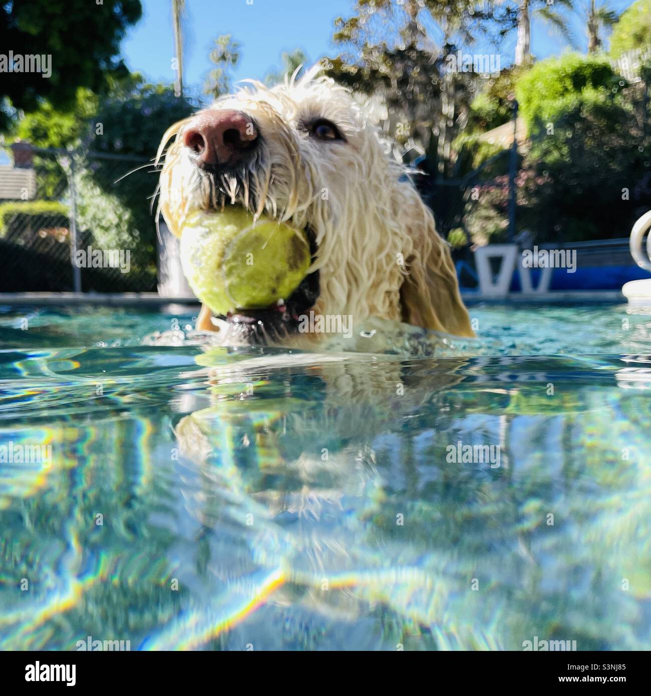 Un labradoodle bianco che nuotano in piscina con una palla da tennis in bocca. Foto Stock