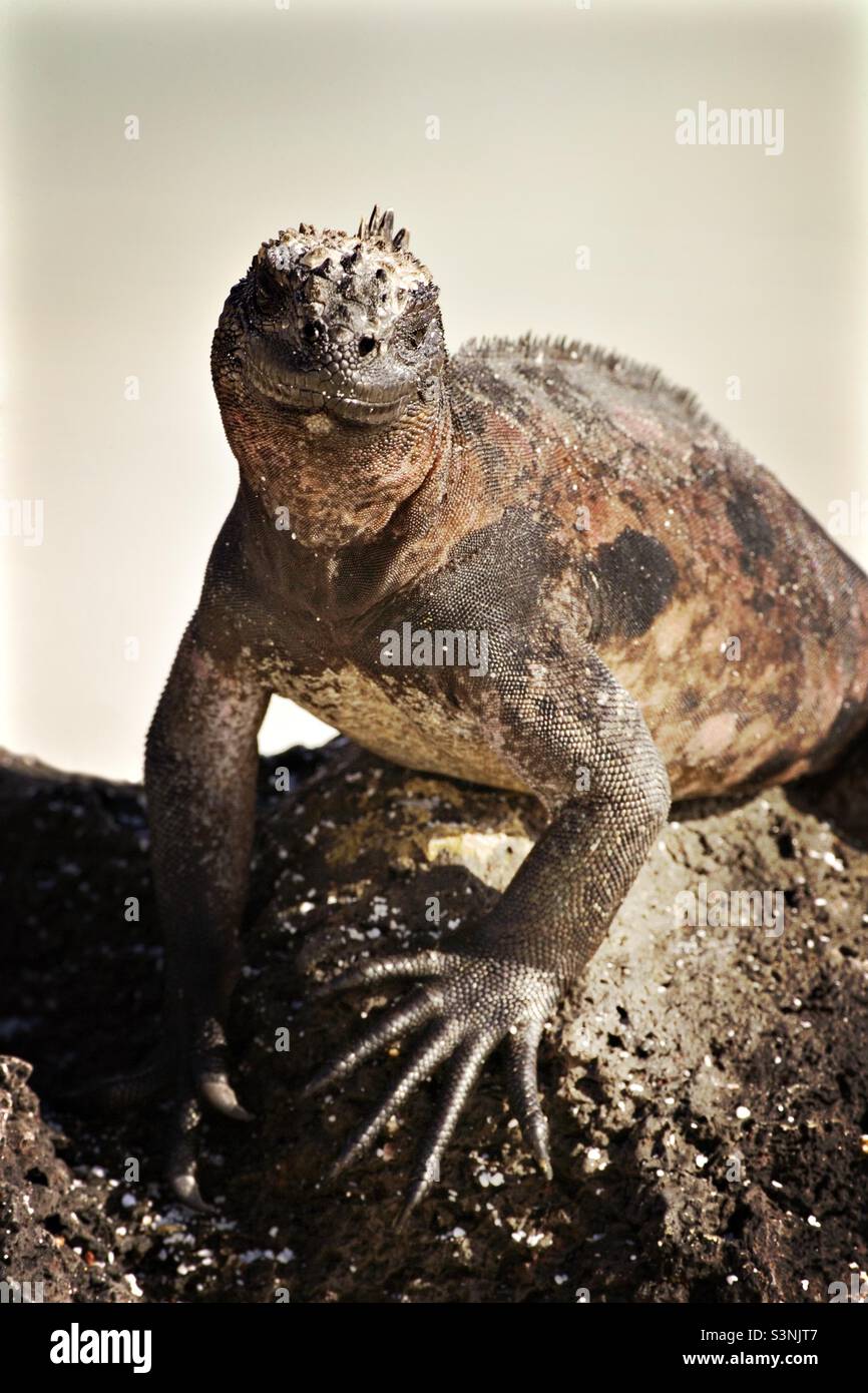 Iguana marina su una roccia lavica, Isola di Espanola, Galapagos, Ecuador - Immagine stock catturata con smartphone