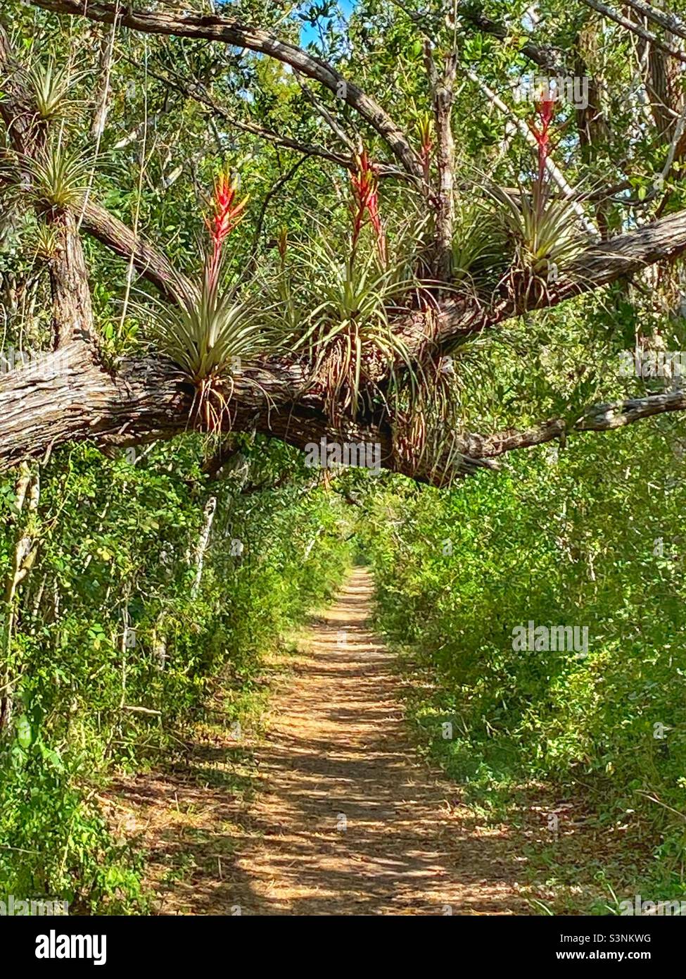 Bromeliads, o piante d'aria che crescono nel Parco Nazionale delle Everglades Foto Stock