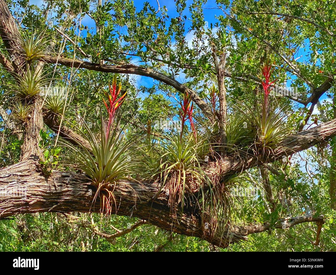 Bromeliads, o piante d'aria che crescono nel Parco Nazionale delle Everglades Foto Stock