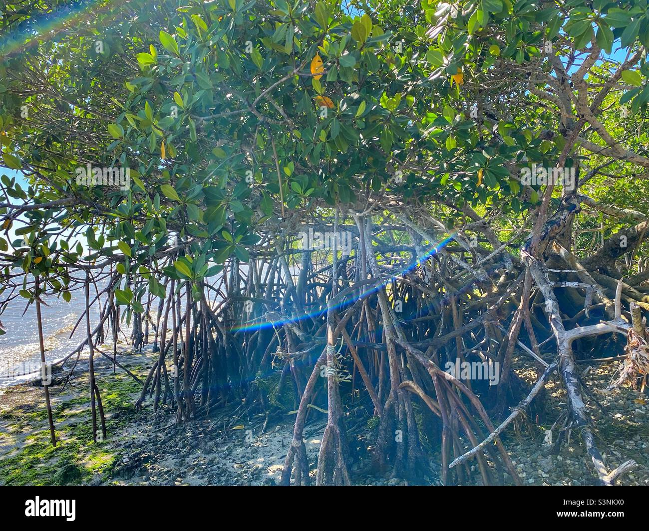 Mangrovie quando la marea è bassa Foto Stock