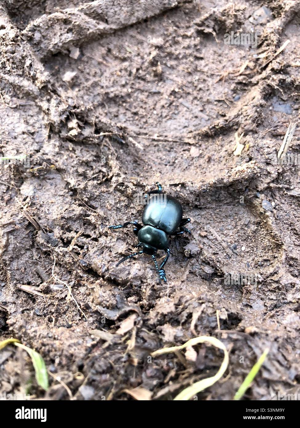 Iridescente Bloody Nosed Beetle visto a Hillditch Pond, vicino Hartlebury nel Worcestershire. Foto Stock