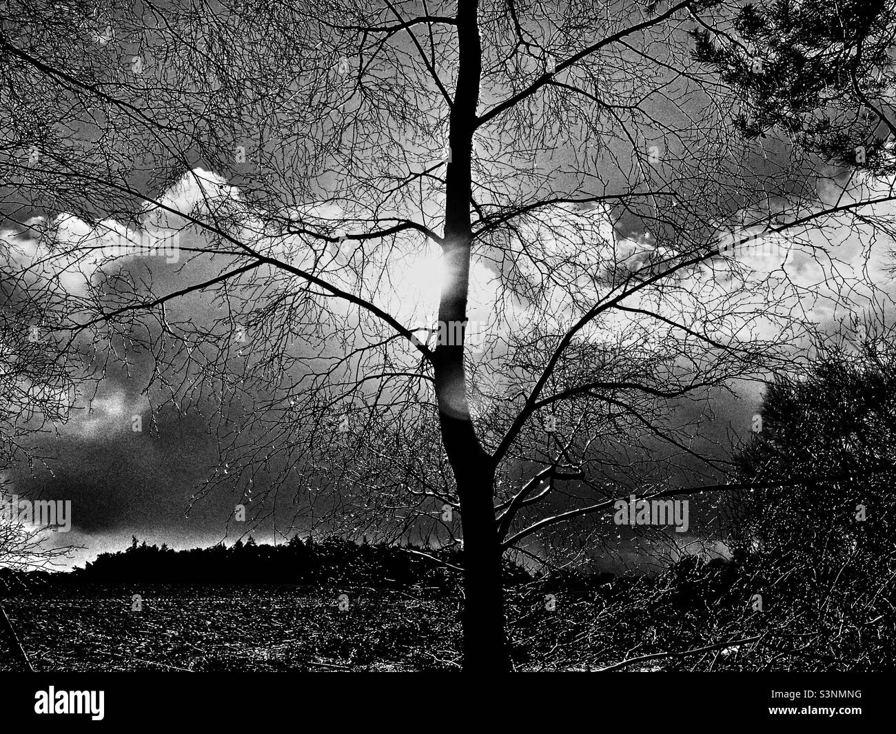 Sutton Heath Suffolk in Inghilterra - Immagine stock catturata con smartphone