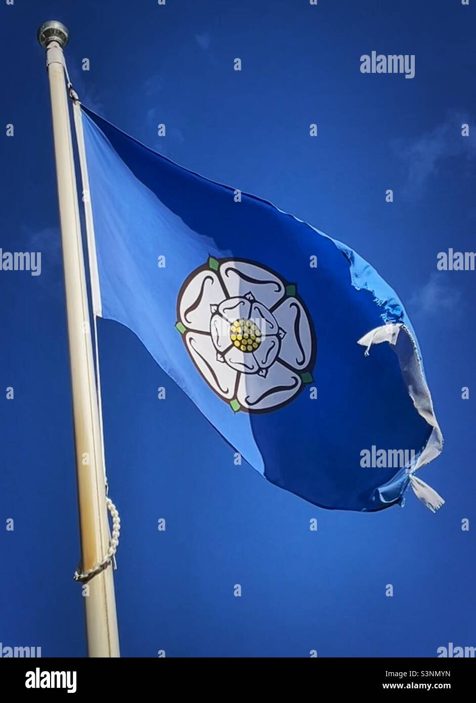 ‘White Rose’ la famosa bandiera della contea più grande del Regno Unito, lo Yorkshire. La rosa bianca si siede su uno sfondo blu Foto Stock