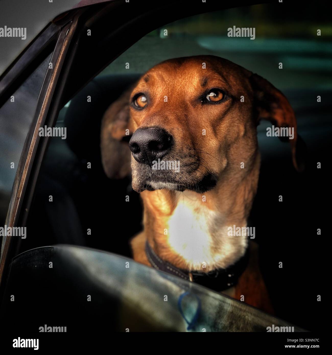 Cane che va per un giro in auto. Foto Stock