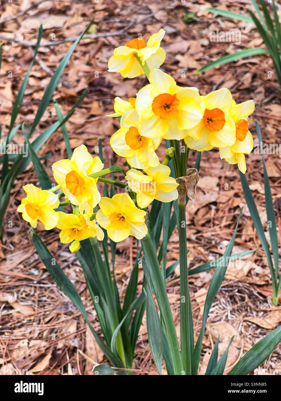 I petali gialli e i centri arancioni su questi fiori graziosi di daffodil. Foto Stock