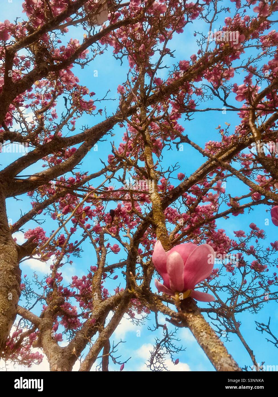 Magnolienblüte in Portogallo Foto Stock