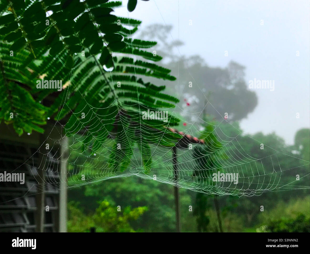 Un ragnatela in un albero fiammeggiante pesato giù dalla rugiada del mattino. Ama la nebbia sullo sfondo. Foto Stock