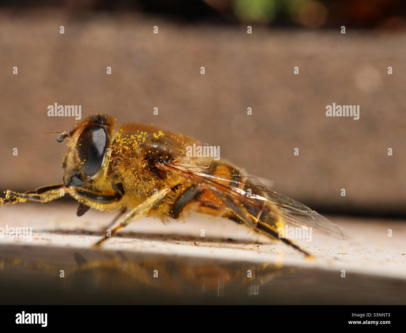 Drone Fly il primo pasto primaverile Foto Stock