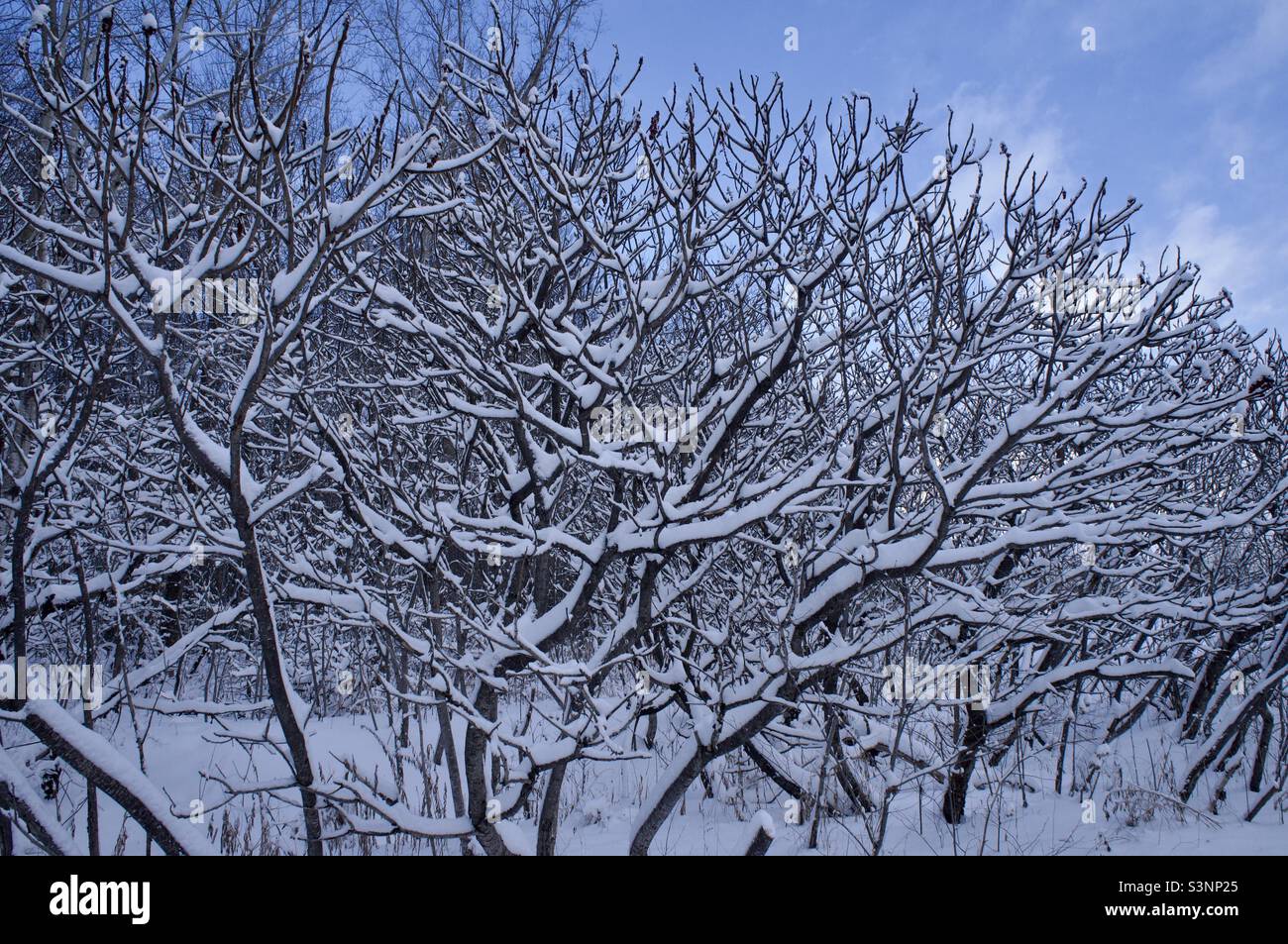 I cui boschi sono questi penso che lo so- Robert Frost. - Immagine stock catturata con smartphone
