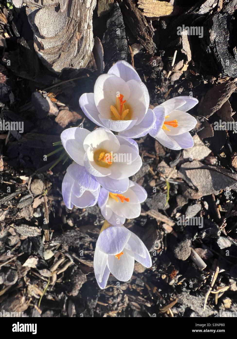 La molla crocus fiori Foto Stock