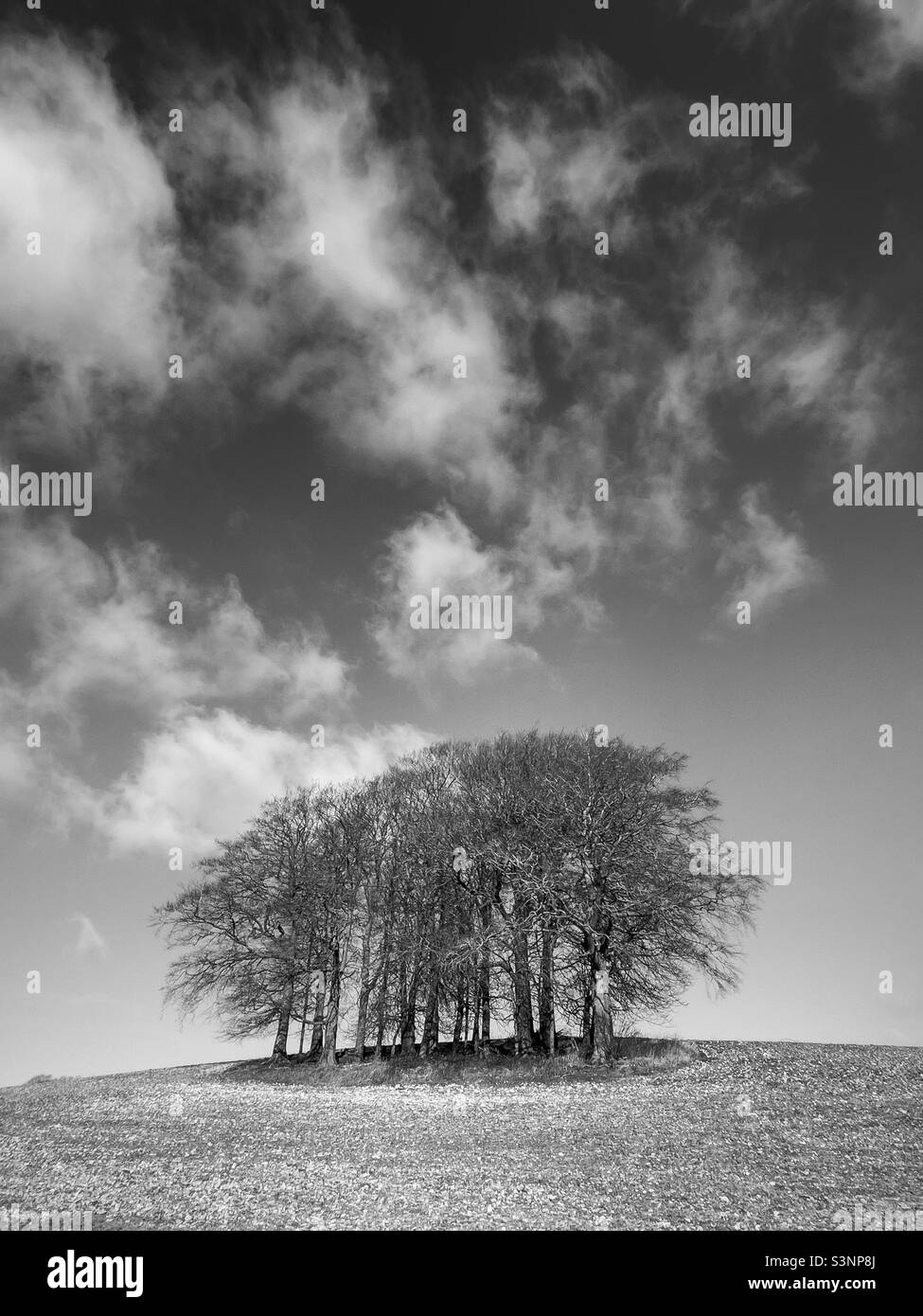Grumo di alberi in bianco e nero Foto Stock