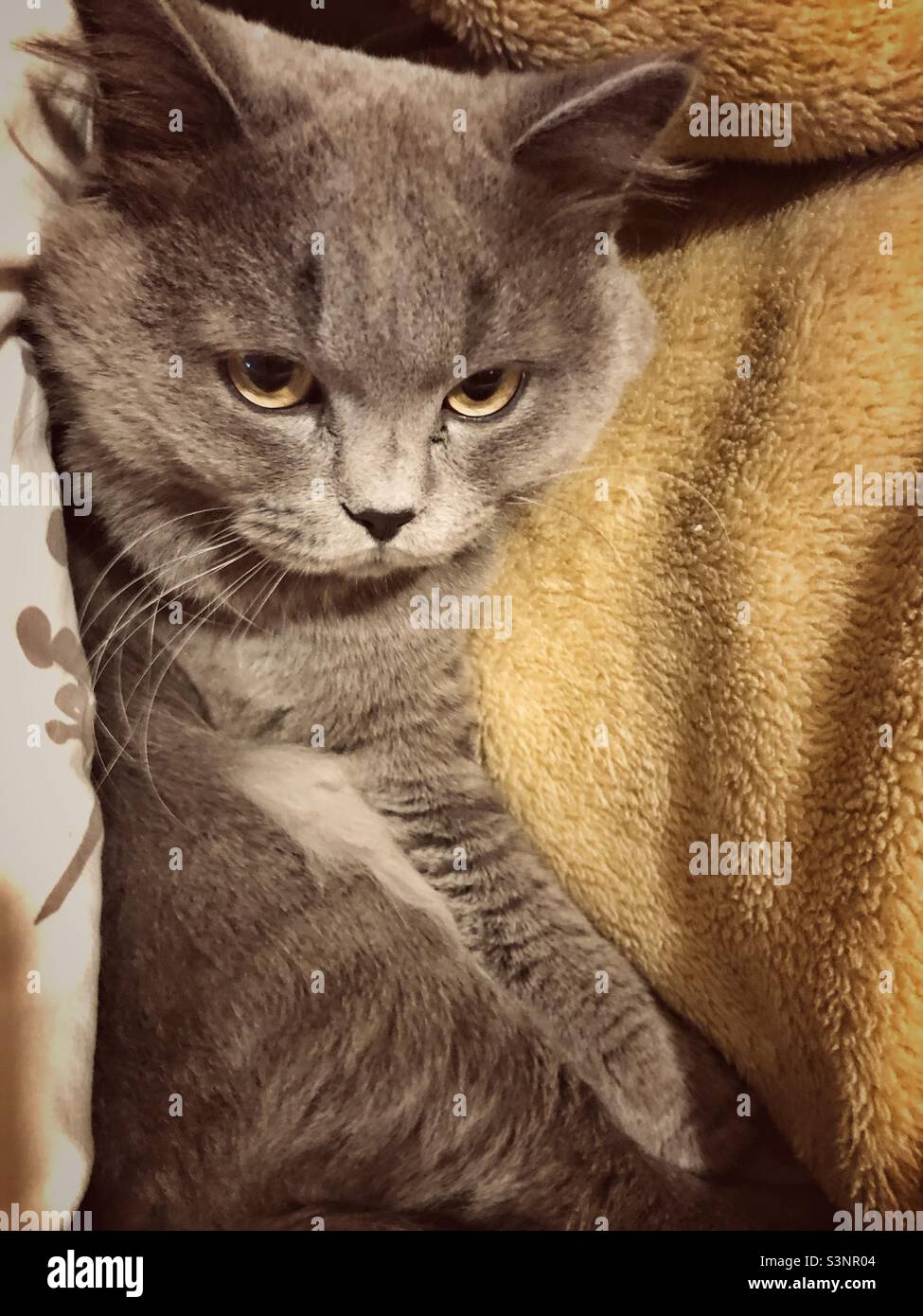 Gatto grigio carino schiacciato tra coperte con occhi gialli Foto Stock