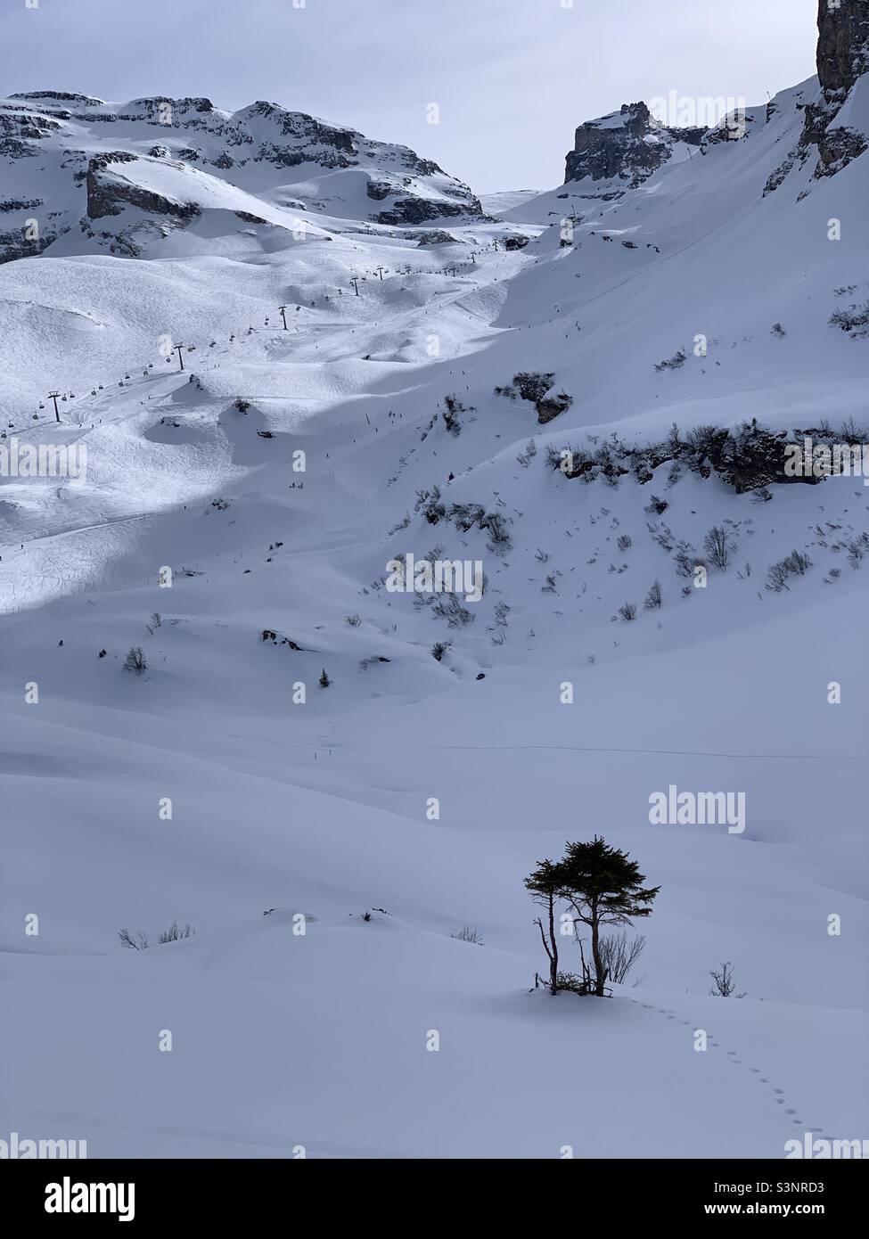 Vista di Jochpass nella stazione sciistica del Monte Titlis Engelberg con un piccolo albero che cresce in primo piano. Foto Stock