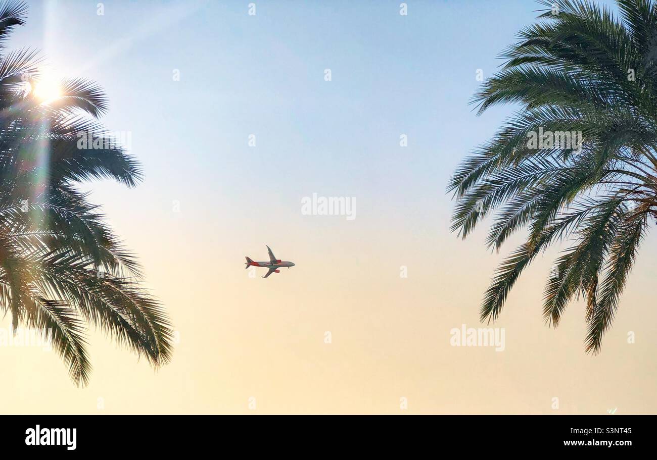 Vista di un aeroplano che vola tra due palme e il sole flare. Foto Stock