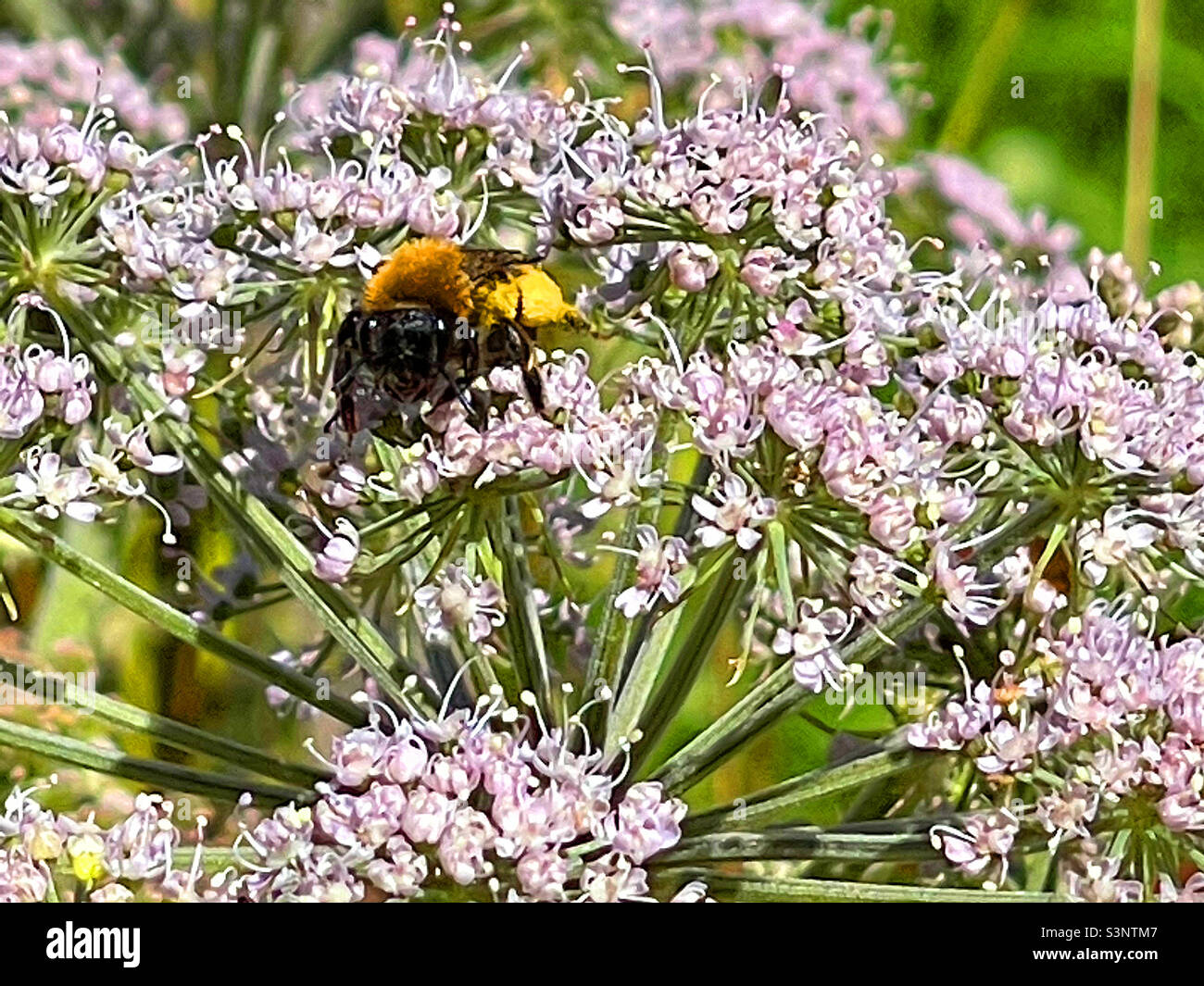 Bumblebee sui fiori. - Immagine stock catturata con smartphone
