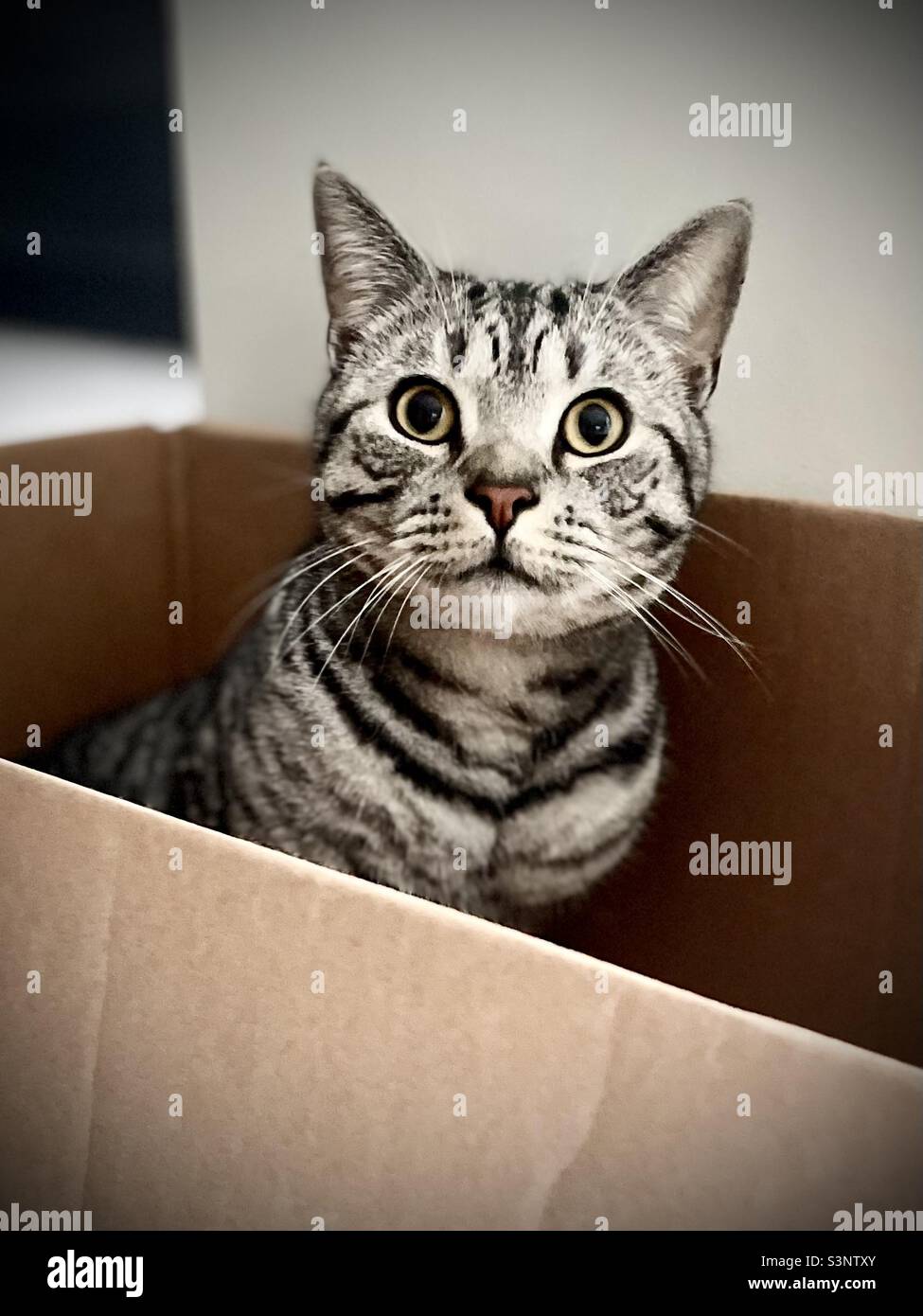 Gatto con tabby in argento in scatola Foto Stock