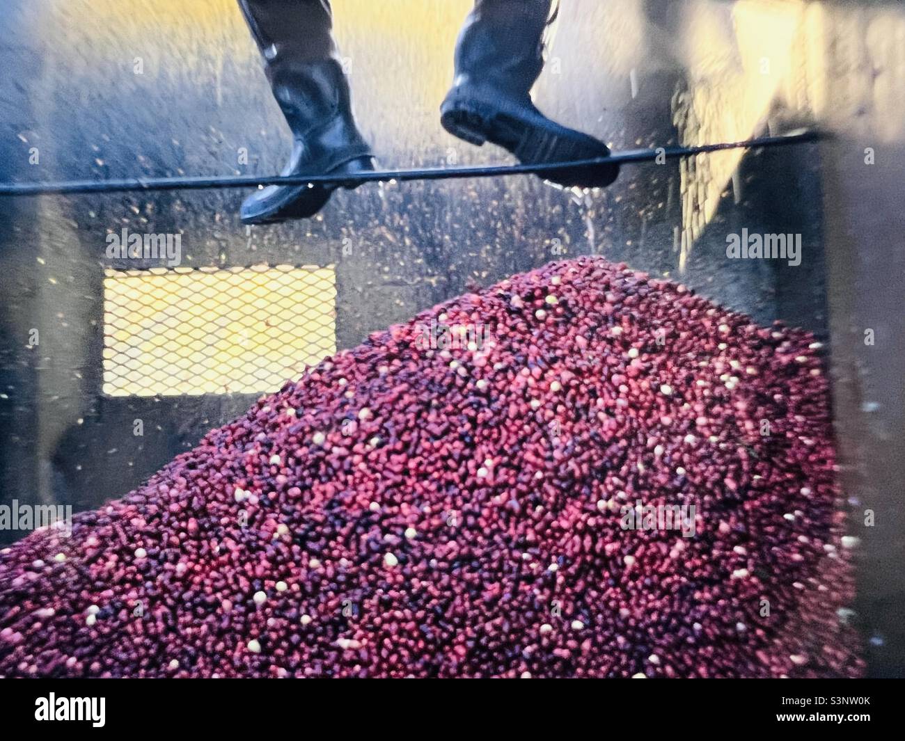 Cranberry Harvesting Plymouth Massachusetts con i piedi del lavoratore sopra Foto Stock