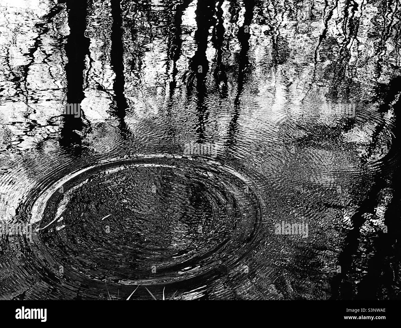 Increspature e alberi riflettono sull'acqua - Immagine stock catturata con smartphone