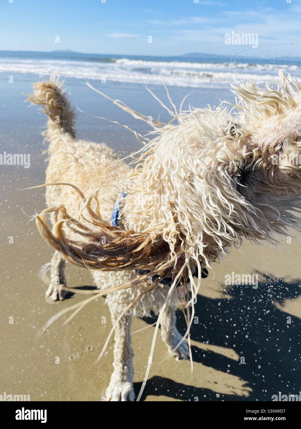 Un labradoodle bianco scrolla sulla spiaggia. Foto Stock