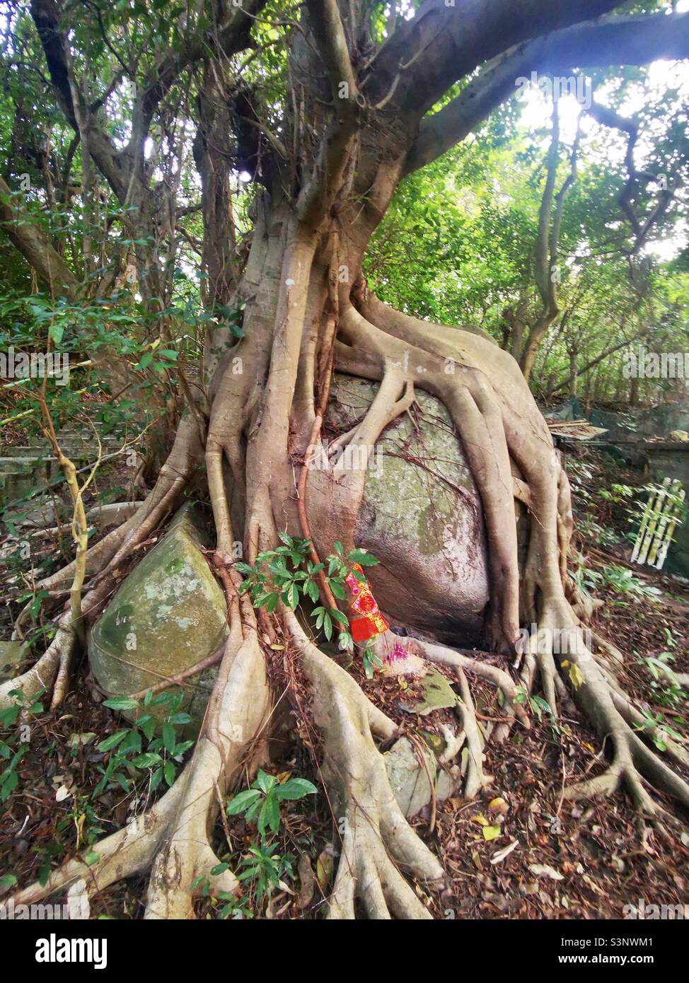 Un bel vecchio albero di Banyan avvolto intorno ad una roccia gigante sull'isola di Lamma a Hong Kong. - Immagine stock catturata con smartphone