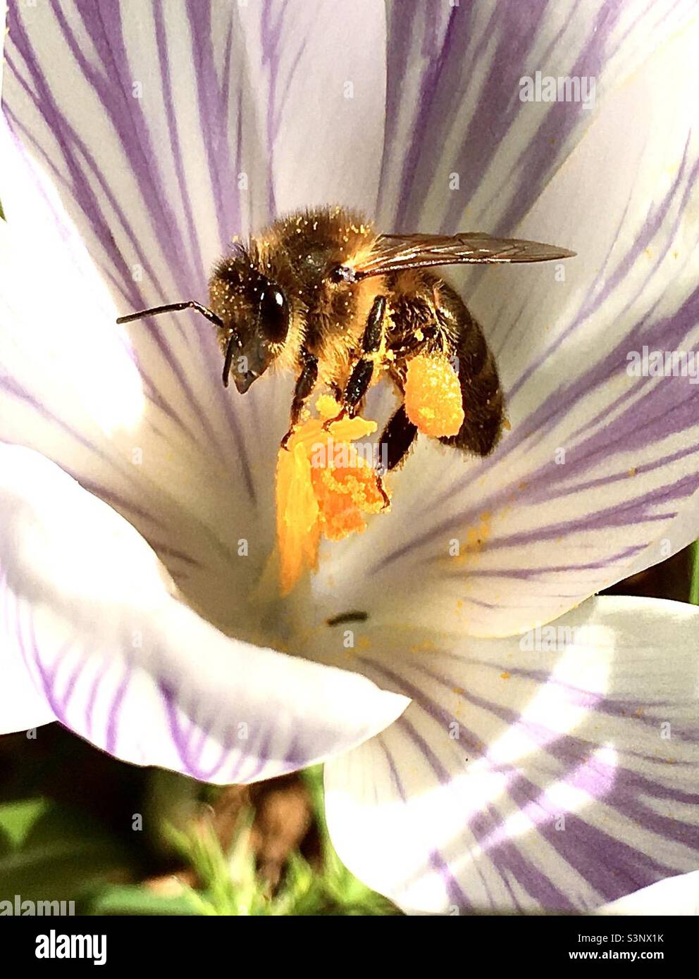 Ape, fiore, ape in fiore, crocus, giallo, ali bianche, viola, polline, primavera Foto Stock