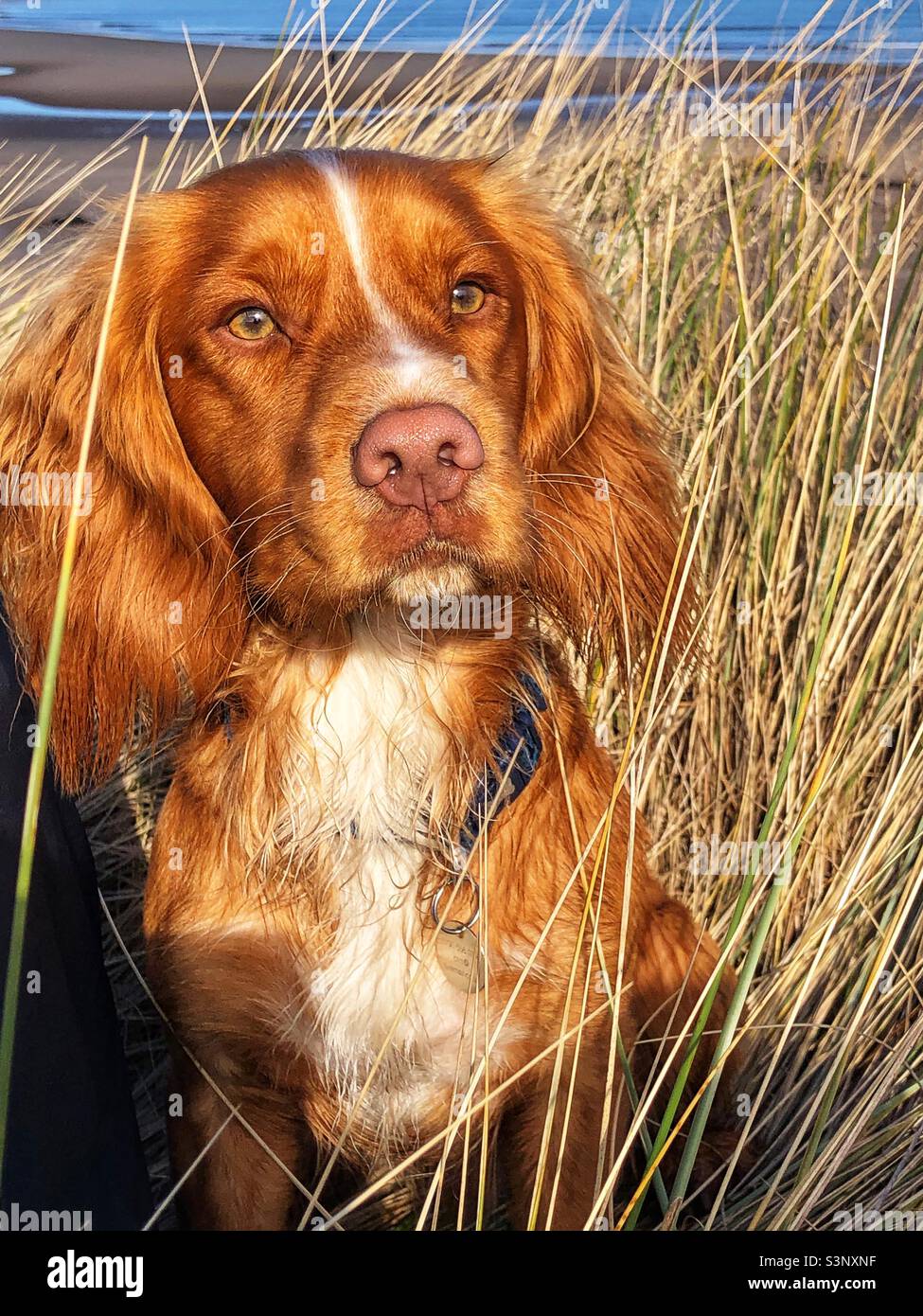 Cocker Spaniel dai capelli rossi nelle dune di sabbia Foto Stock