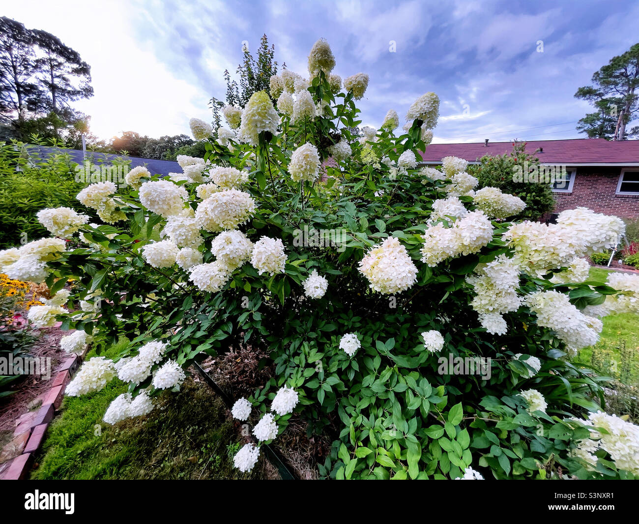 Splendido arbusto di hydrangea in piena fioritura. L'inquadratura con un grandangolo mostra una certa distorsione. Foto Stock