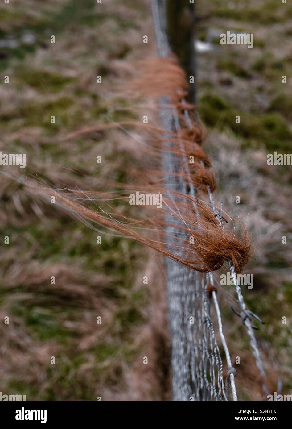 Colorati capelli di mucca highland catturati in filo spinato e soffiare nel vento. Foto Stock