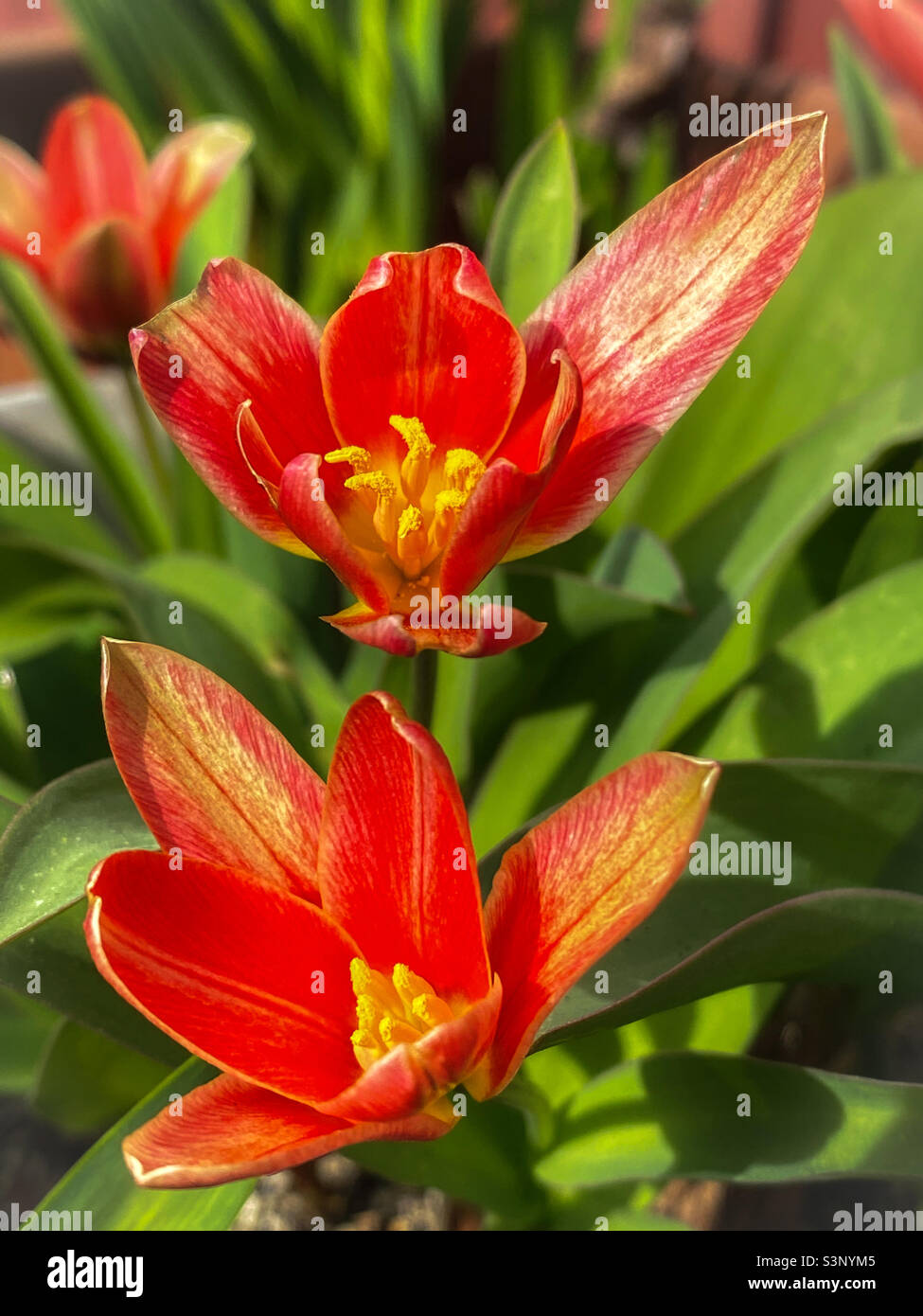 Primo piano di due tulipani Kaufmanniana rossi e gialli che crescono in un vaso giardino all'inizio della primavera, con più fiori sfocati sullo sfondo. - Immagine stock catturata con smartphone