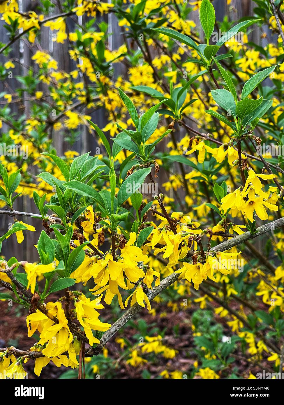 Fiori di fiore di forsytia di colore giallo primavera. Foto Stock