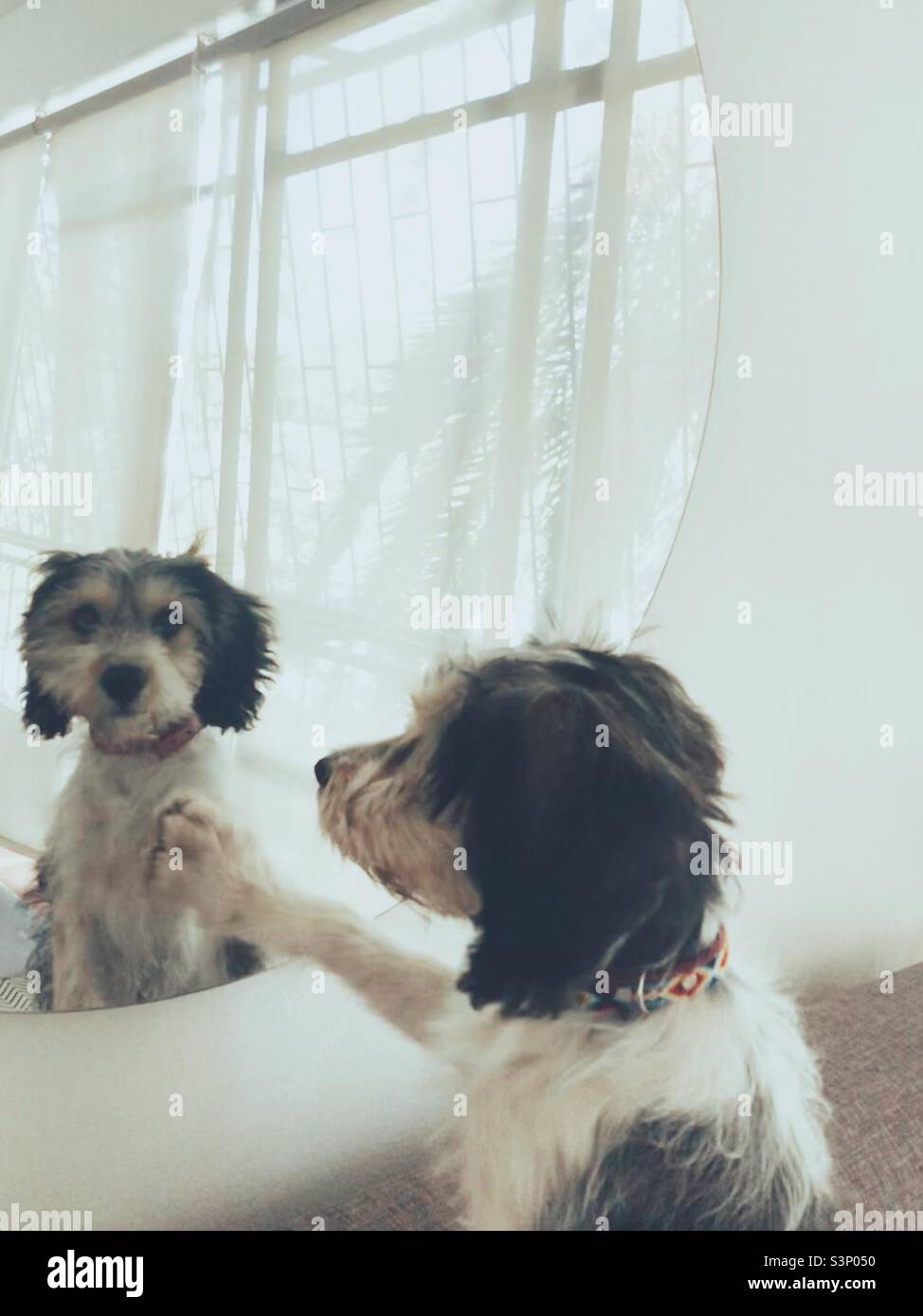 Un cane che guarda nello specchio - Immagine stock catturata con smartphone