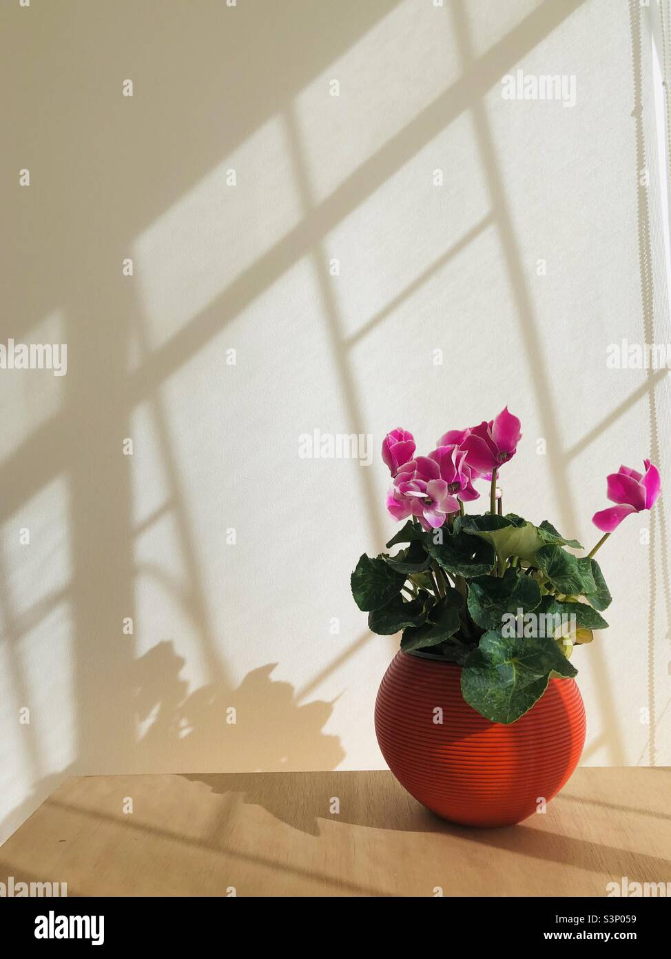 Una pianta domestica fiorente Foto Stock